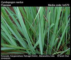 Image result for Cymbopogon nardus