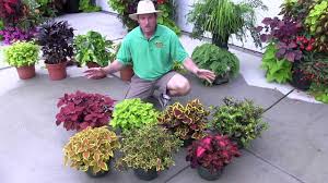 It features one prominent thriller (the a) cordyline (cordyline australis 'red star') type tender shrub blooms tall, spiky, burgundy red foliage light full sun to part shade size 3 to 4 ft. Foliage Plants Part 2 Shade Plants Youtube