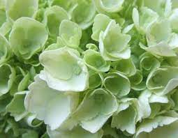 Hydrangea Jumbo Pale Green Wholesale Flowers For Weddings And Events Wholesale Florist Floral Floral Supply Wholesale Flowers Green Hydrangea Flowers