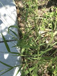 Image result for Urochloa comata