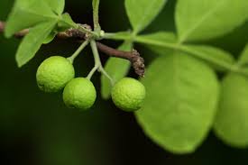 Image result for Citropsis