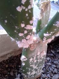 Some cactus fungi, like soft rot, can be treated, and your cactus restored. How To Get Rid Of Cactus Bugs Succulent Alley