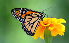 Mariposa Monarca Caracteristicas Bioenciclopedia