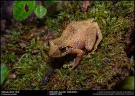 Image result for Pristimantis bambu