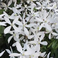 Maybe you would like to learn more about one of these? Immergrune Duft Clematis Im Ca 17 Cm Topf Online Kaufen Bei Gartner Potschke