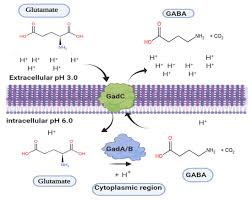 Iq baik akademis, eq baik bersosialisasi. Microorganisms Free Full Text Glutamate Decarboxylase From Lactic Acid Bacteria A Key Enzyme In Gaba Synthesis Html