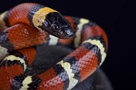 La serpiente coral pertenecen a la familia de los elápidos terrestres, que se caracterizan por ser venenosas y tener un par de colmillos huecos. O Que Significa Sonhar Com Cobra Coral Sonhar Com Significado Dos Sonhos