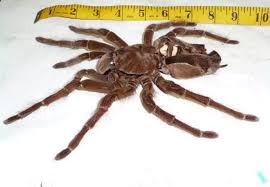 Aranhas golias só injetam instintivamente seu veneno ao abordar presas, como existem terrários da aranha golias, visto que ela é muito popular por causa de seu status como a maior aranha do. A Maior Aranha Do Mundo A Maior Aranha Do Mundo Ja Encontrada A Menor Aranha Do Mundo Maior Aranha Os Maiores Pelo M Maior Aranha Do Mundo Aranha Tarantula