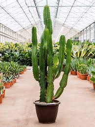 Image result for Euphorbia ingens