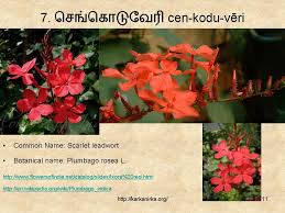 Learn the names of fruits in english and tamil. 99 Tamil Flowers Kurunji Paatu Flowers 1 10 à®•à®± à®• à®¨ à®± à®•