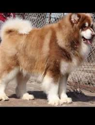 Since alaskan malamutes are a native american dog breed, collars that have native prints and patterns are quite popular for this breed. Super Giant Size Alaskan Malamute Facebook