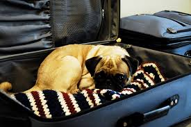 Due to increased shipping costs by our carriers, we have updated our domestic shipping to $12 for the contiguous states. Costs Of Shipping Dogs By Air Top Dog Tips
