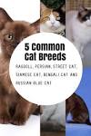 Popular Cats for Many Types of Households