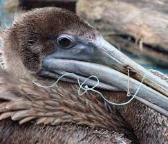 Bystanders rescue bird caught in fishing line. Endangered Brown Pelicans Face Uncertain Future International Bird Rescue