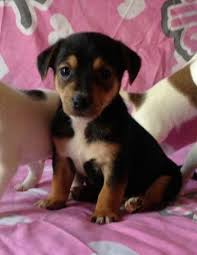 Black And Tan Miniature Jack Russell Terrier Dexter My Miniature Jack Russell Pup Jack Russell Puppies Jack Russell Jack Russell Dogs