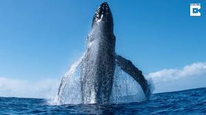 Oh that was the breaching whale. Incredible Humpback Whale Breach Youtube
