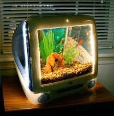 Wallpaper ikan cupang ikan cupang hias koi. 31 Home Fishy Fish Ideas Fish Tank Fish Cool Fish Tanks