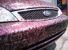Leaving dead bugs on your car is not an option. How To Clean Tar And Bugs Off Your Car
