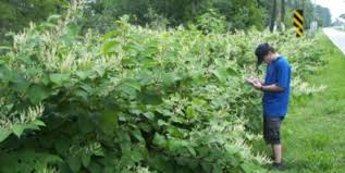 Maybe you would like to learn more about one of these? Cornell Cooperative Extension Japanese Knotweed