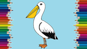 How To Draw A Pelican Step By Step Bird Drawing Easy Youtube See more ideas about pelican, pelican art, pelican drawing. how to draw a pelican step by step bird drawing easy