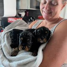 25 cute Cavalier King Charles Spaniel puppies for sale in Annandale,  Virginia