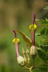 Image result for Ceropegia achtenii