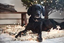 However, though safe, no parts of the plant should be. Are Christmas Trees Poisonous To Cats And Dogs