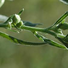 Image result for Eschenbachia stricta