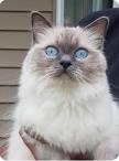 Information/Our Cattery – Midwest Ragdolls