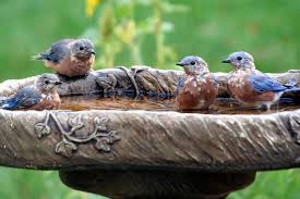 Bird In Bird Bath Pin By Joseph Chase On Bluebirds Bird Bird Bath Garden Bird Bath
