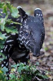 Laurie On Twitter Worlds Cutest Animals Cute Animals Unique Animals