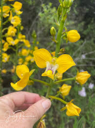 Image result for Eulophia longisepala