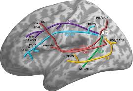 The Angular Gyrus - Mohamed L. Seghier, 2013