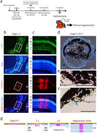 Jan 01, 2016 · da vinci's workshop (ショップ?) is the fourth option in the navigation menu. Turning The Fate Of Reprogramming Cells From Retinal Disorder To Regeneration By Pax6 In Newts Scientific Reports