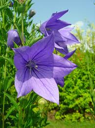 Image result for Campanulaceae