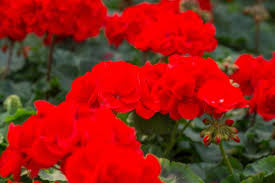 Image result for foto muškáty