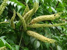 Image result for Erythrophleum