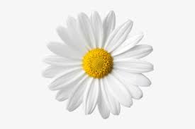 A Comprehensive Overview On Home Decoration In 2020 Daisy Image White Background Daisy