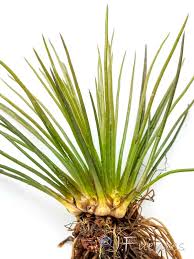 Image result for Isoetes welwitschii