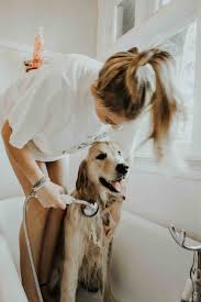 Previously, she was a hair stylist for over 20 years. Tips How To Wash A Big Dog Without Blowing Out Your Back Dog Diary