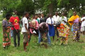 Image result for Lecaniodiscus fraxinifolius