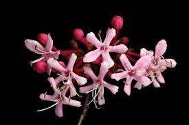 Image result for Clerodendrum abilioi