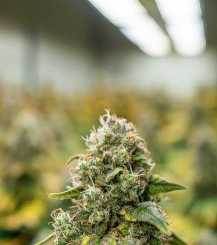 cannabis shop online dichte THC Blüten von Backpack Boyz