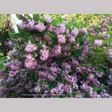 Image result for Deutzia hybrida Pink Pompon
