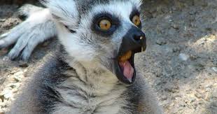 Animals Making Omg Faces Funny Animal Faces Funny Animal Images Wtf Face