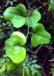 Image result for Smilax