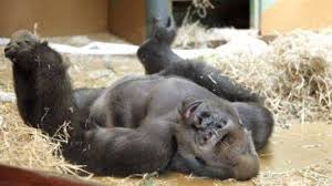 Bokito raakte in 2007 in het nieuws toen hij ontsnapte en daarbij een bezoekster van de dierentuin zwaar verwondde. Baby Van Bokito Aan Publiek Getoond Trouw