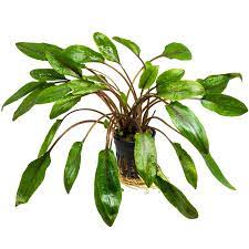 Cryptocoryne is a genus of aquatic plants from the family araceae. Cryptocoryne Undulata