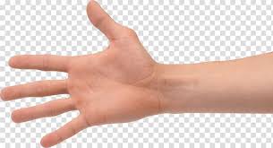Hands Hand Free Transparent Background Png Clipart Hiclipart Polish your personal project or design with these hand transparent png images, make it even more personalized and more attractive. free transparent background png clipart