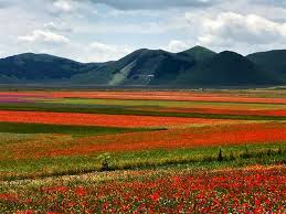 Nonostante il devastante terremoto del 2016. Fiorita Di Castelluccio Di Norcia La Promozione Per Un Patrimonio Unico Non Calpestate Le Coltivazioni